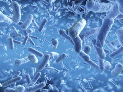 Berkat Mikroba, Rektor Unwaha Ubah Tanah Bekas Tambang Kembali Subur