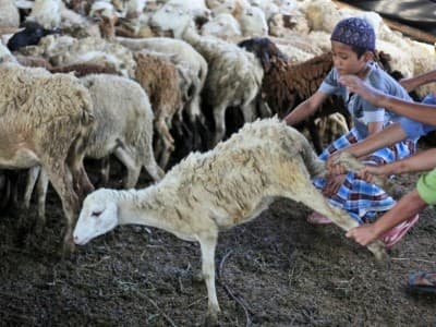Idul Adha Momentum Tingkatkan Bakti Anak kepada Orang Tua