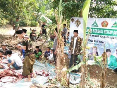 Bantu Sesama, Ansor Pandeglang Potong 1 Ekor Kerbau