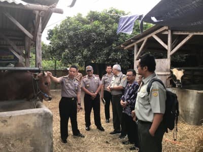 Wujudkan Swasembada Daging dengan Pengawasan terhadap Sapi Indukan