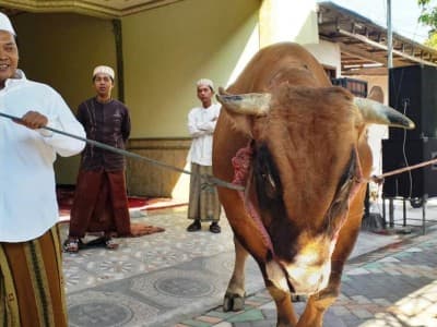 Pengusaha di Surabaya Serahkan Hewan Kurban Pemenang Kontes