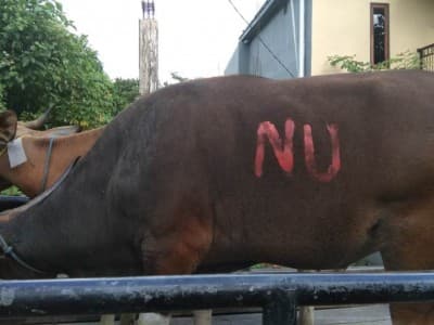 NU Maluku Sebar Tali Kasih Lewat Daging Kurban