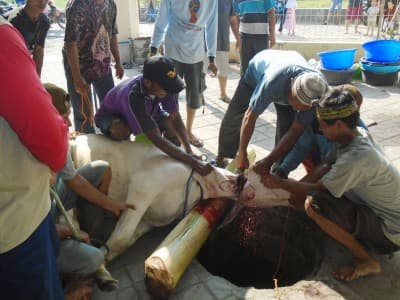 LAZISNU NTB Saluran Daging Kurban ke Kawasan Terdampak Gempa