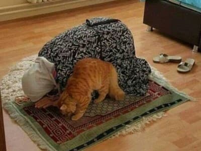 Rontokan Bulu Kucing, Apakah Najis?