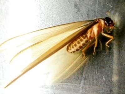 Bangkai Serangga di Pakaian atau Sajadah, Apakah Membatalkan Shalat?