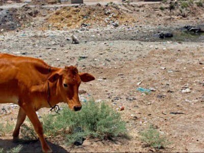 Strategi Baru ISIS, Gunakan Sapi sebagai Pembom Bunuh Diri