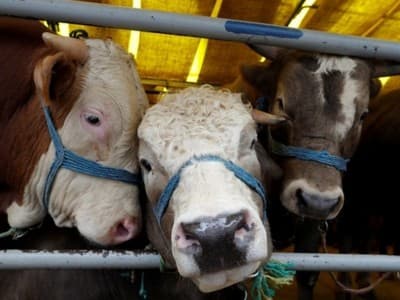 Mudharabah atau Bagi Hasil Ternak Sapi, Apakah Sah Menurut Islam?