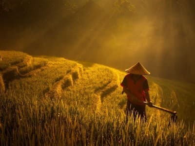 Selain Teknik Pertanian, SDM Petani Perlu Diarahkan ke Manajemen Pangan