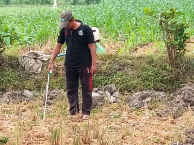 Petani Jember Gagas Jagung sebagai Tanaman Favorit