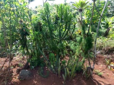 Tanaman dan Buah-buahan di Kuburan, Milik Siapa?