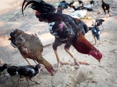 Hewan Ternak Merusak Ladang Orang Lain, Wajib Ganti Rugi?