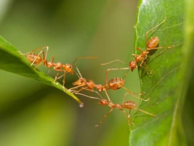 Ketika Seekor Semut Lakukan Istisqa di Zaman Nabi Sulaiman As