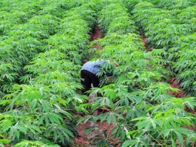 Ahli Pertanian Itu adalah Kiai