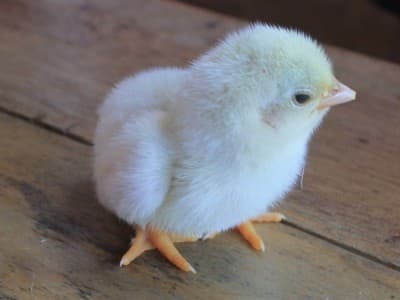 Anggota DPR dan Peternak Ayam