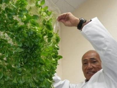 Manfaatkan Teknologi, Jepang Kembangkan Pertanian Tanpa Lahan