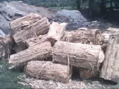 Pemanfaatan Ampas Sagu untuk Pakan Sapi di Kepulauan Rangsang Riau