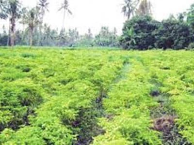 Maqashid Syariah sebagai Basis Fiqih Tranformatif untuk Peningkatan Kualitas Komunitas Petani