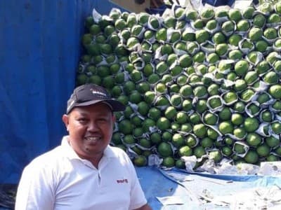 Alumnus Pesantren Pelopori Bertani Pepaya California