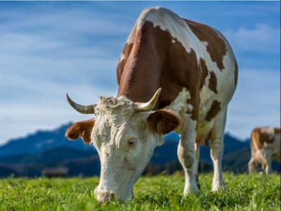 Jual Beli Sperma Hewan Ternak untuk Inseminasi Buatan, Bolehkah?