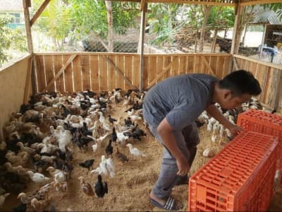 Kuatkan Kemandirian, Kader Ansor Sumberjaya Majalengka Beternak Ayam