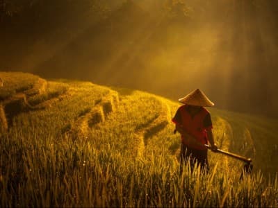 Akad Musaqah dan Jenis Tanamannya menurut Mazhab Syafi‘i