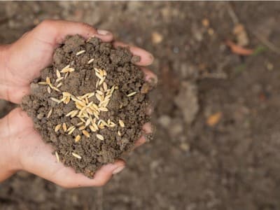 Tanggung Jawab Petani Penggarap dan Pemilik Lahan versi Mazhab Hanbali