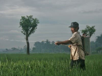 Durasi Kontrak Akad Musaqah yang Perlu Diketahui Petani Penggerap dan Pemilik Lahan