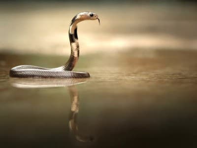 Doa Pengusir Ular Kobra