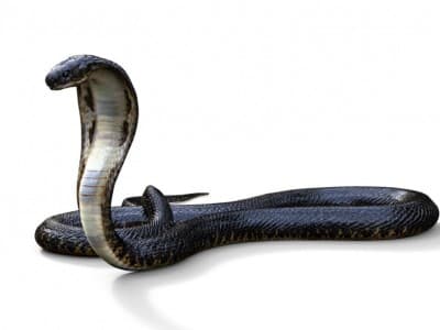 Doa Rasulullah untuk Hasan dan Husein dari Bahaya Ular