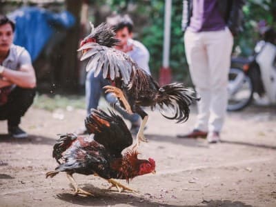 Hukum Jual Beli Hewan Aduan