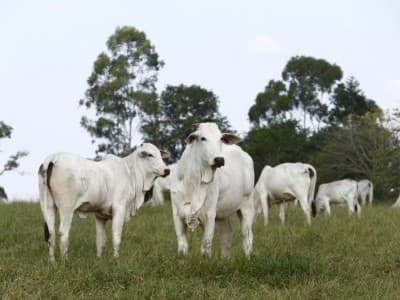 Ketentuan Zakat Peternakan Niaga