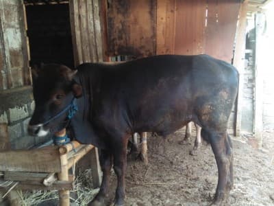 GP Ansor Gayam Bangun Ekonomi Organisasi Melalui Ternak Sapi