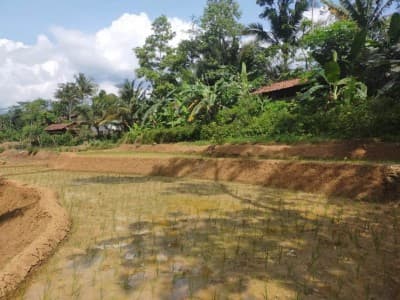Larangan-larangan dalam 'Oendang-oendang Adat Krui'