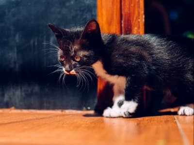 Hukum Membuang dan Membunuh Kucing