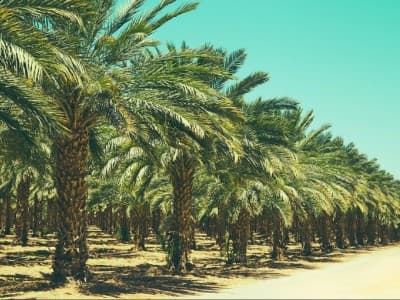 Kisah Nabi Muhammad Bantu Salman Al-Farisi Menanam 300 Pohon untuk Kemerdekaannya