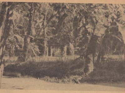 Sosok Kiai Asy’ari, Ayahanda Hadhratussyekh Hasyim Asy’ari