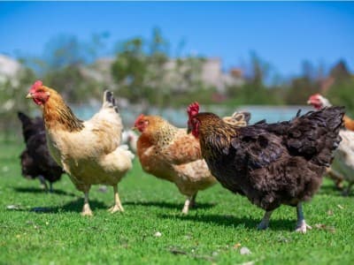 Pesan Fudhail bin Iyadh untuk Menyayangi Hewan