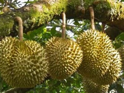Stiker di Pohon Durian