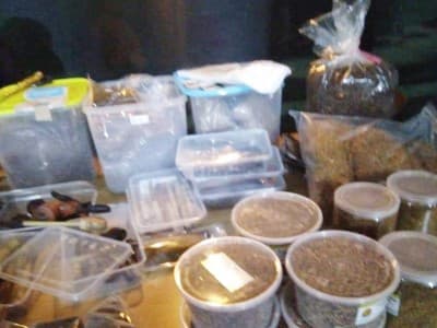 Rais NU Jateng Pimpin 'Nglinting Rokok Ting We' di Harlah NU