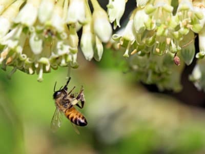 Pentingnya Prioritas Riset Keanekaragaman Hayati 