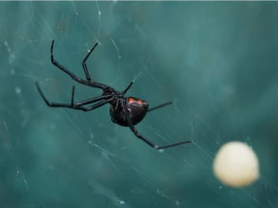 Makna di Balik Tamsil Sarang Laba-laba dalam Al-Qur’an