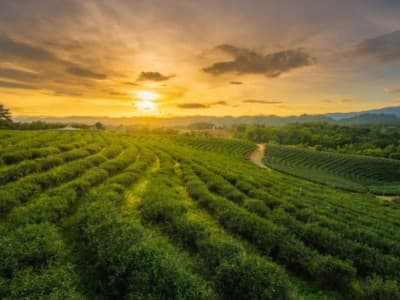 ISNU Harap PBNU Instruksikan Gerakan 'Ayo Menanam'