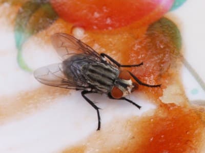 Mukjizat Al-Qur’an: Dahsyatnya Penciptaan Lalat