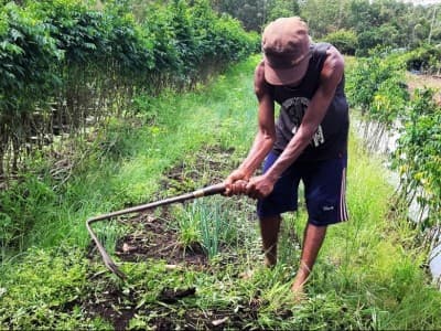 49 Desa di Kalbar Berhasil Kembangkan Kawasan Gambut Jadi Lahan Produktif