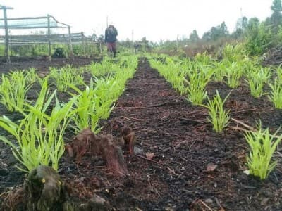Jaga Pola Hidup Sehat, Rawat Lingkungan Tanpa Kimia