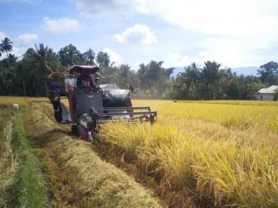 Kabupaten Semarang Rayakan Puncak Panen Raya Padi April-Mei 2020