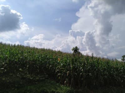 Tak Terhalang Penyebaran Covid-19, Kabupaten Bandung Terus Panen Raya hingga Mei