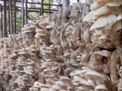 Menerka Prospek Bisnis Jamur di Tengah Pandemi Covid -19