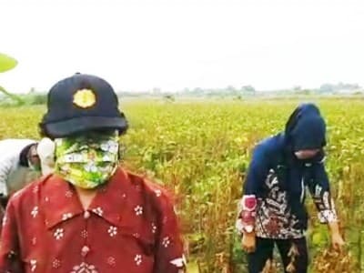 Terapkan 'Physical Distancing', Petani Kendal Siap Pertahankan Produksi Kedelai