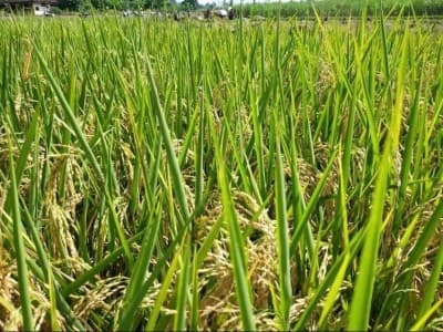 Krisis Pandemi, Petani Banten Justru Panen Raya Surplus Beras 160.132 Ton